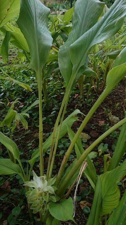 Açafrão da Terra - Curcuma longa