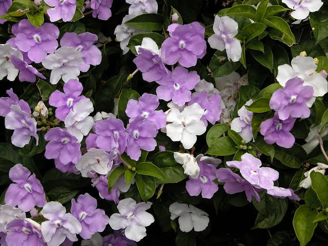 Manacá de Cheiro - Brunfelsia pauciflora)