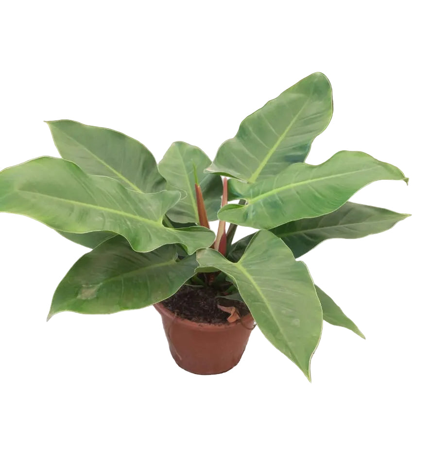 Philodendron erubescens