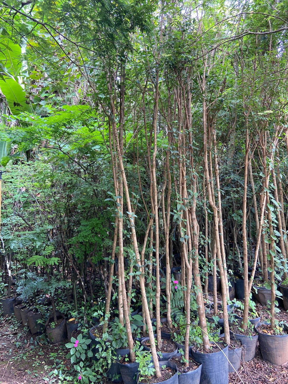 Manacá da Serra (Tibouchina mutabilis)