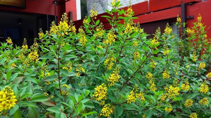 Triális - Galphimia brasiliensis