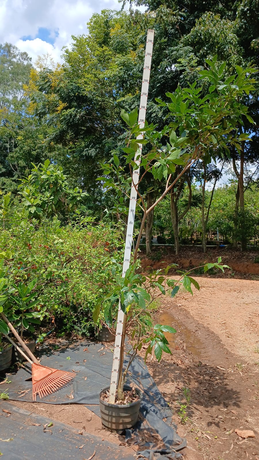 Ingá Mirim - Inga fagifolia L.