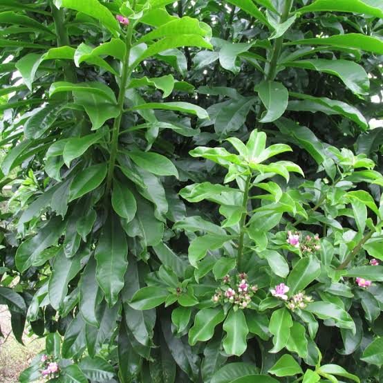ora-pro-nóbis - Pereskia aculeata