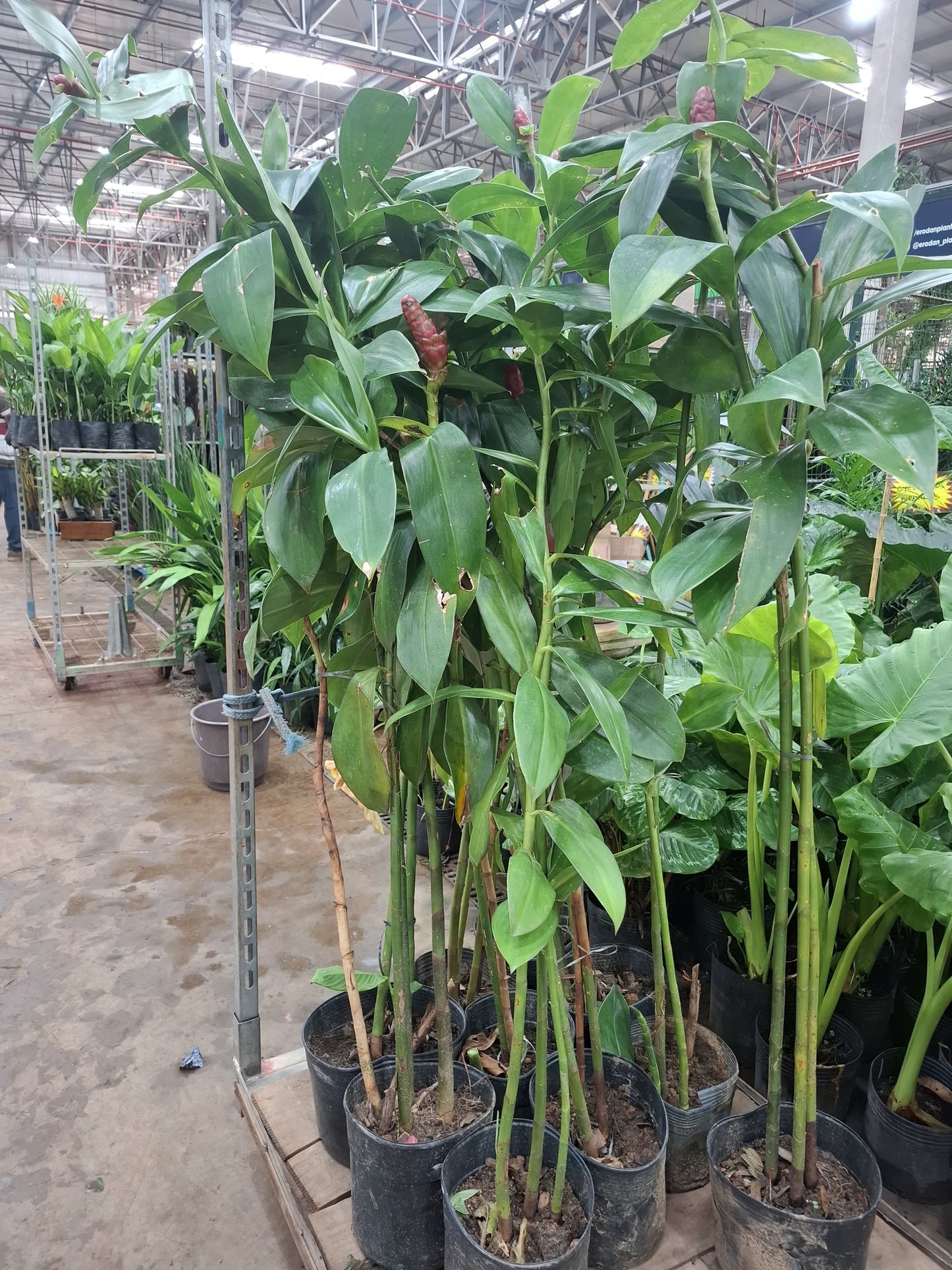 Costus Spiralis