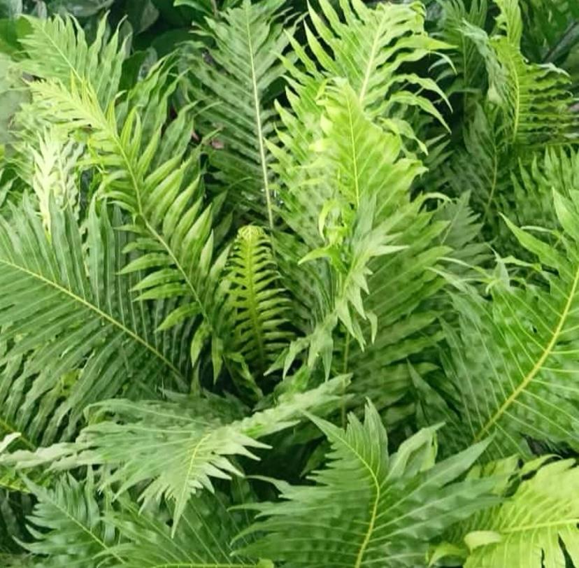 Neoblechnum brasiliense