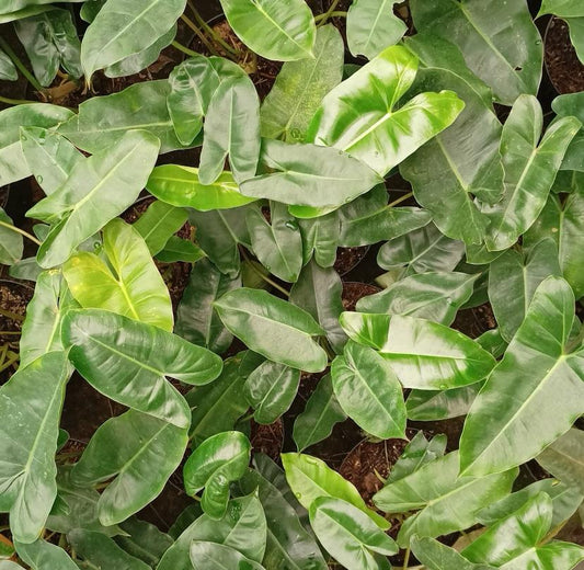 Philodendron 'Burle Marx'