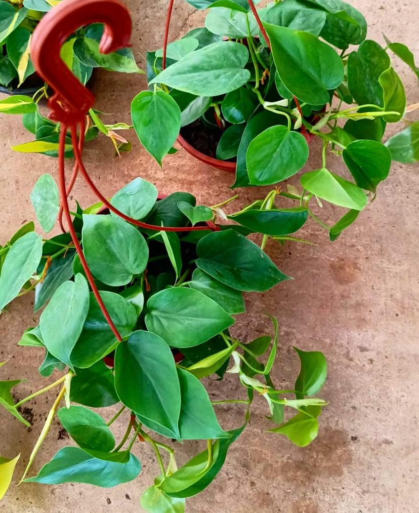 Philodendron cordatum