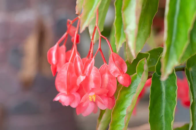 Begônia cinnabarina