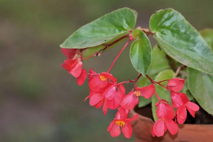 Begônia cinnabarina