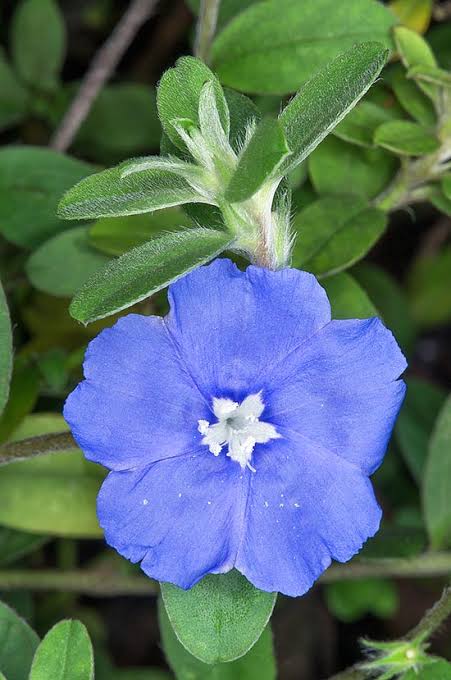 Azulzinha (Evolvulus glomeratus)