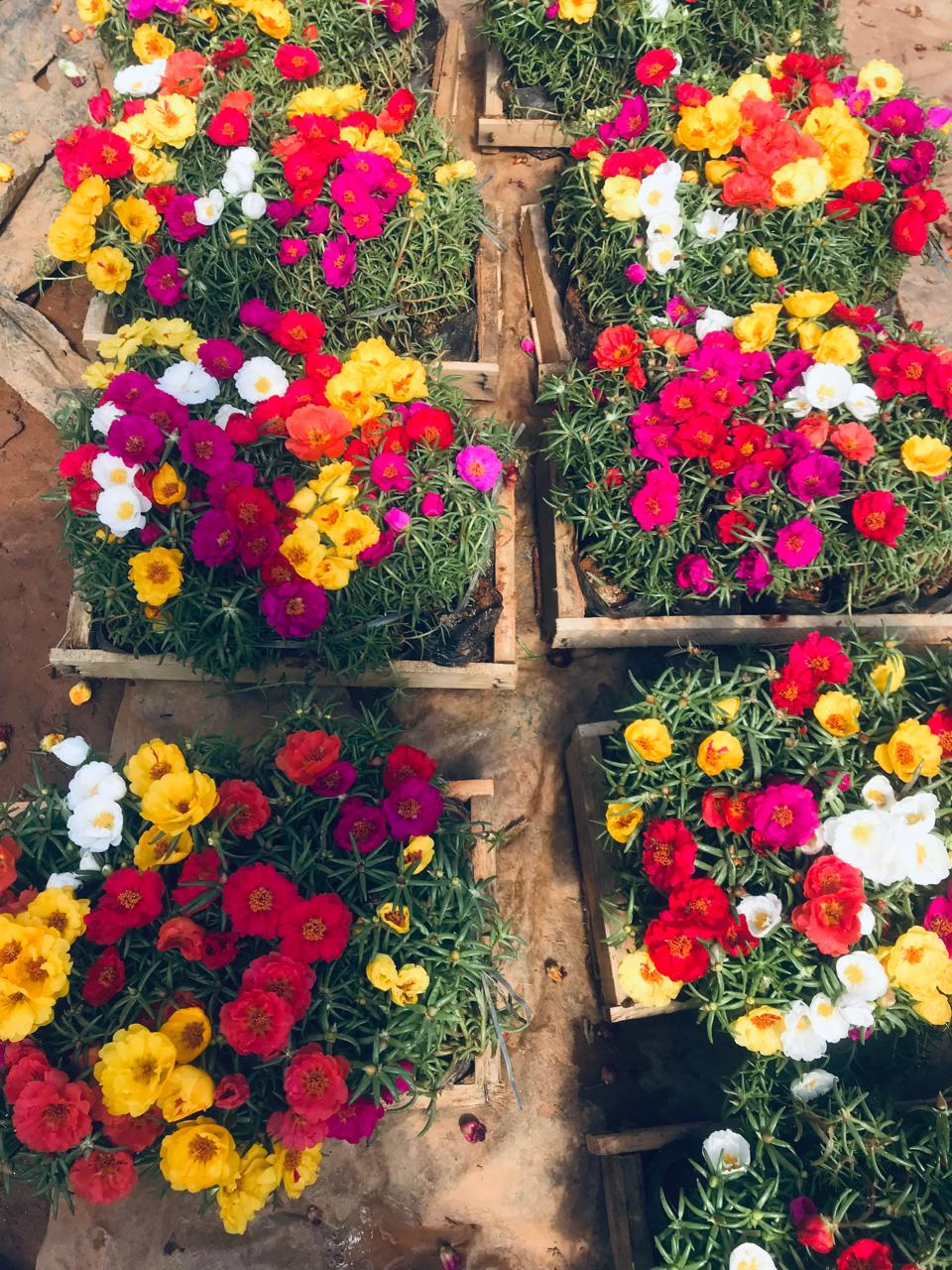 Portulaca grandiflora (onze horas dobrada)