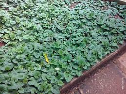 Solano Rasteiro - Lycianthes asarifolia
