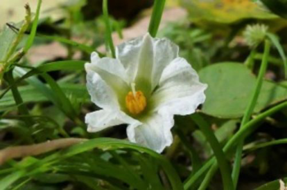 Solano Rasteiro - Lycianthes asarifolia