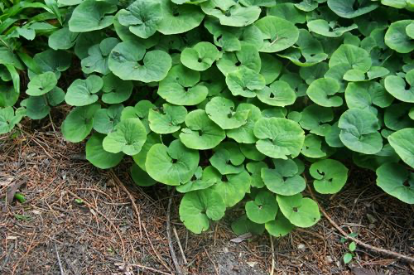 Solano Rasteiro - Lycianthes asarifolia