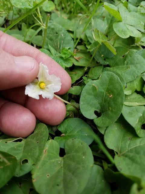 Solano Rasteiro - Lycianthes asarifolia