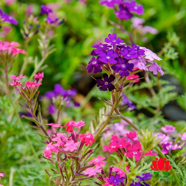 Verbena Mini (Glandularia tenera)