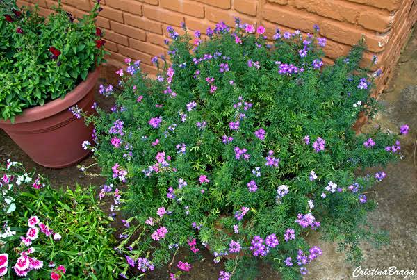 Verbena Mini (Glandularia tenera)