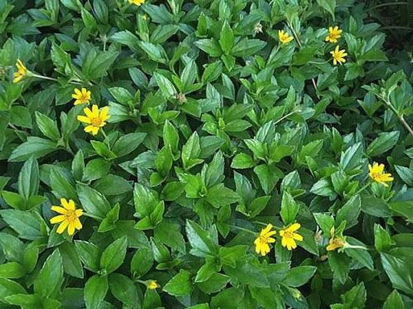 Vedelia - Sphagneticola Trilobata