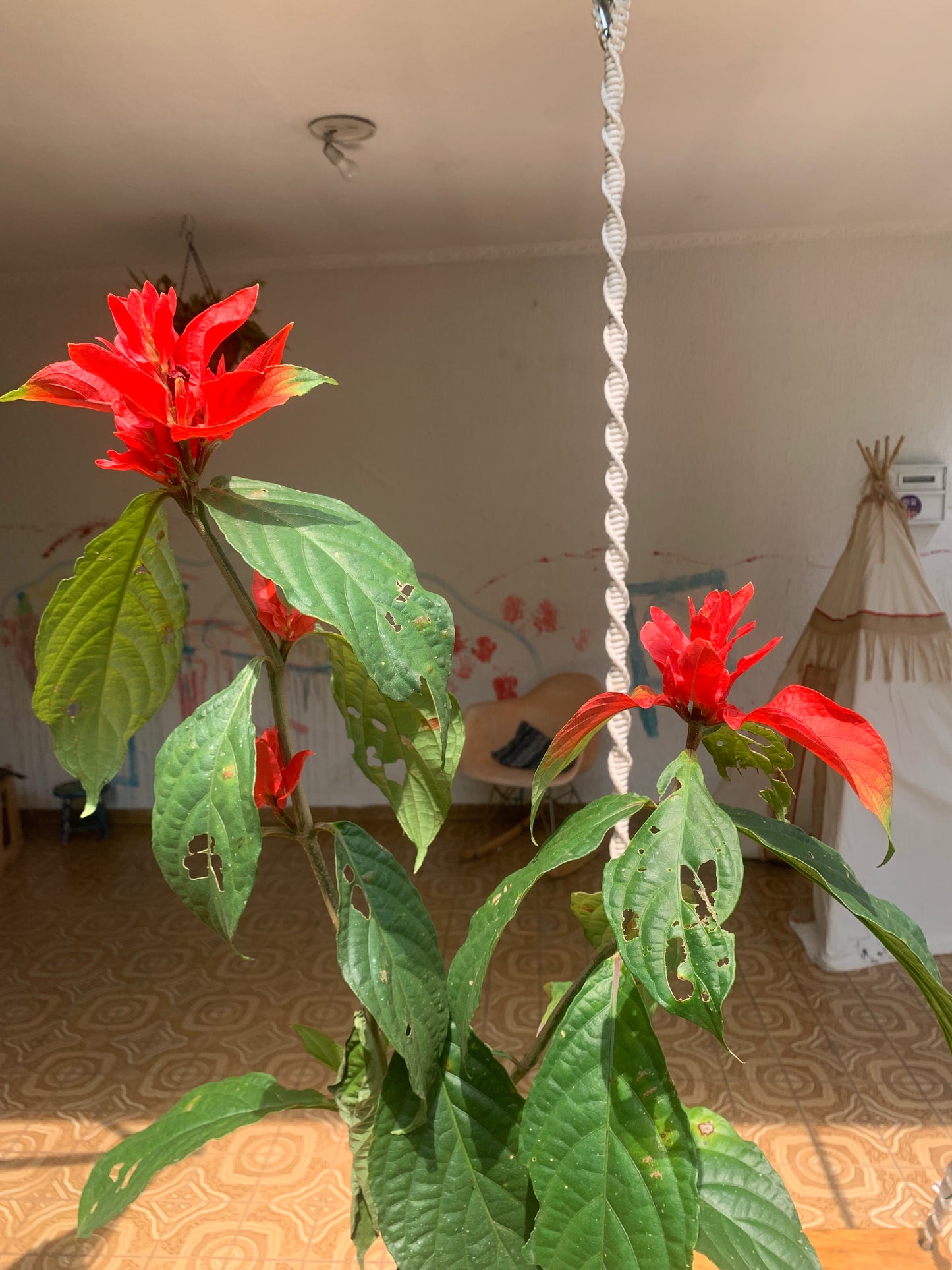 Ruelia Chartacea