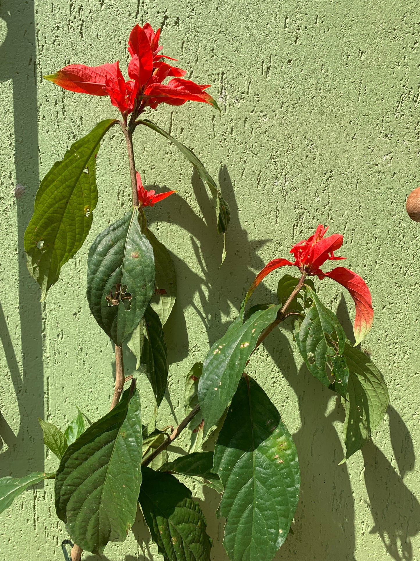 Ruelia Chartacea