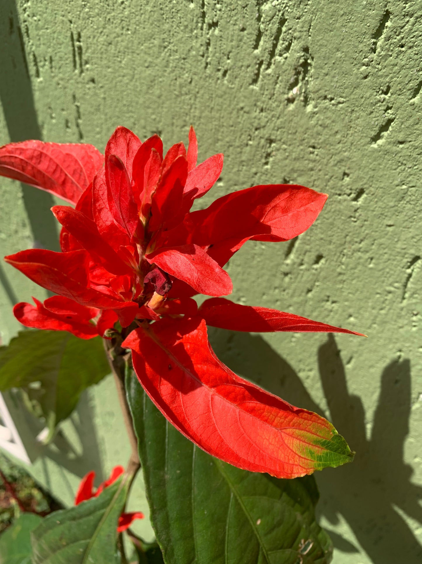 Ruelia Chartacea