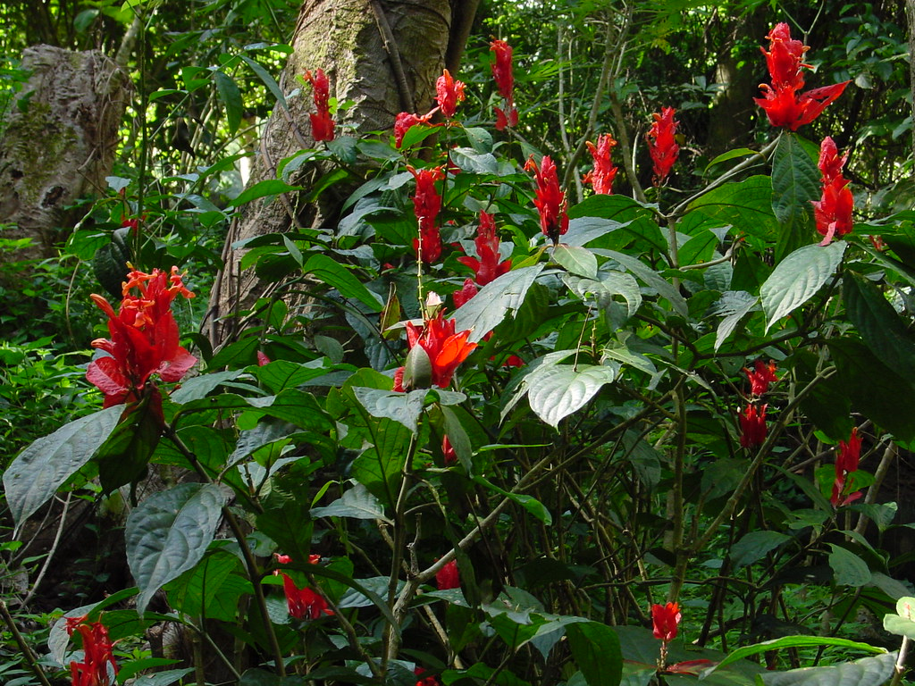 Ruelia Chartacea
