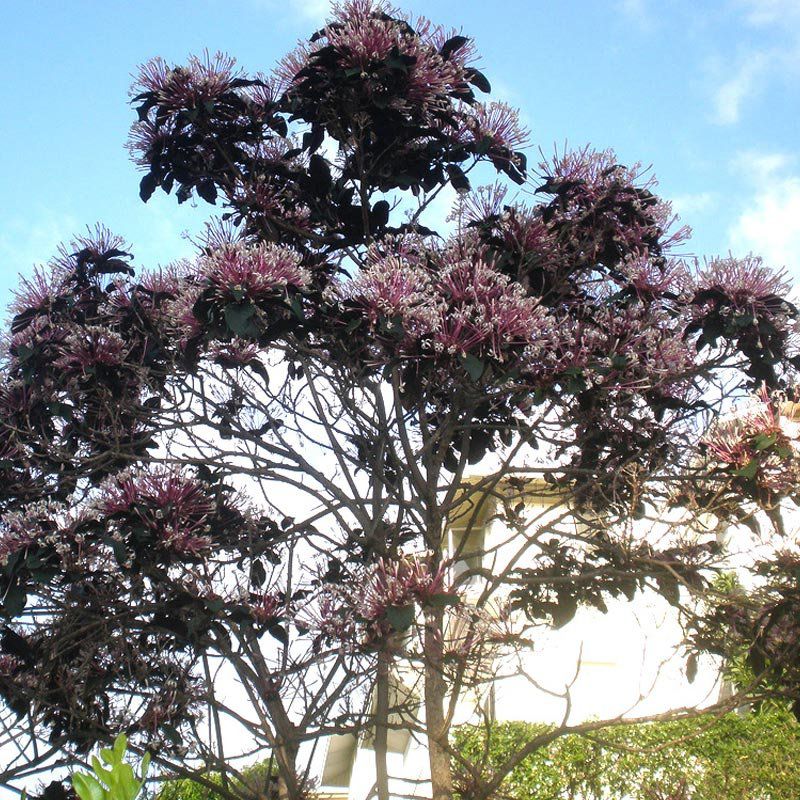 Clerodendrum quadriloculare