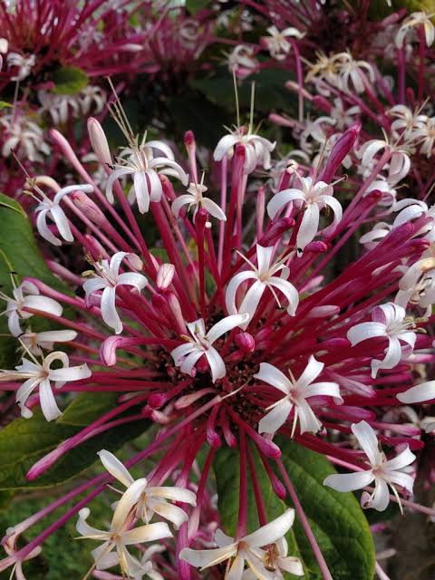Clerodendrum quadriloculare