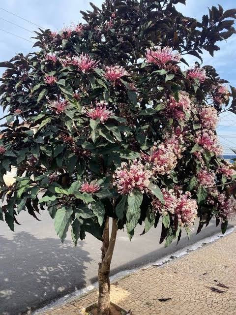 Clerodendrum quadriloculare