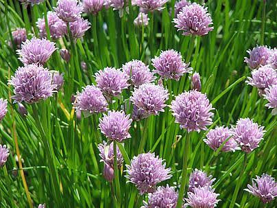 Cebolinha Francesa - Allium schoenoprasum