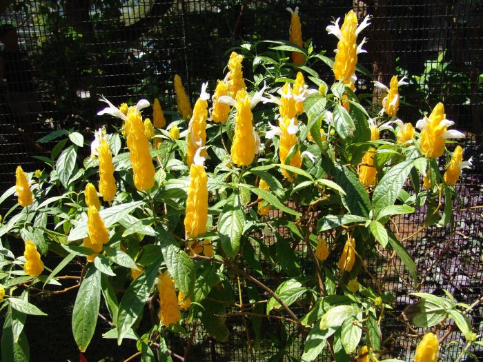 CAMARÃO AMARELO (Pachystachys lutea)