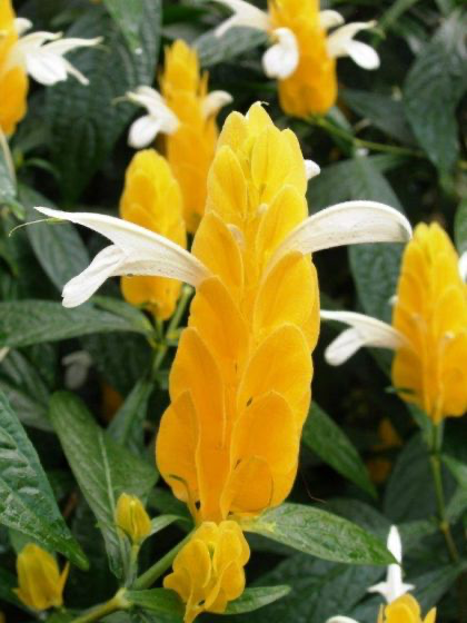 CAMARÃO AMARELO (Pachystachys lutea)