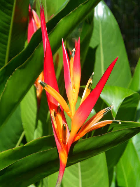 Heliconia psittacorum