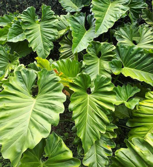 philodendron undulatum 1 Philodendron Undulatum – Cloi