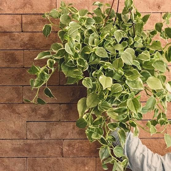 Peperomia Serpens