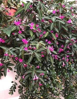 Ruellia makoyana