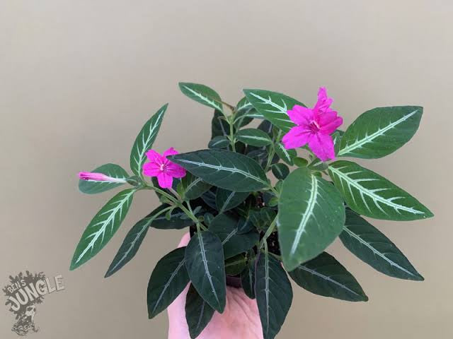Ruellia makoyana