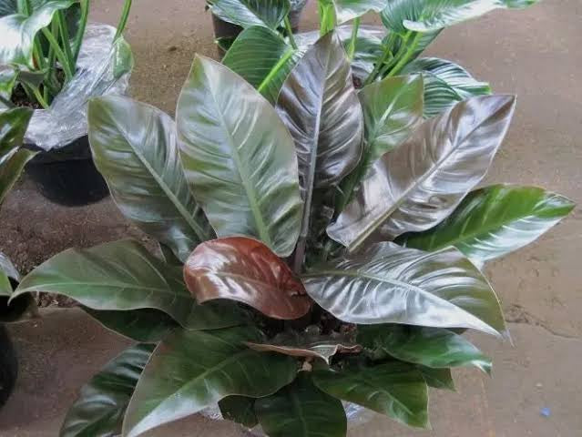 Philodendron spp. 'Cascata