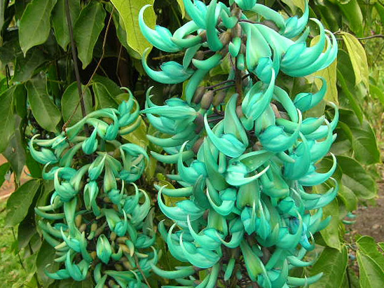 Jade Azul