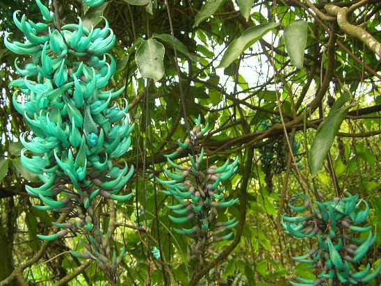 Jade Azul