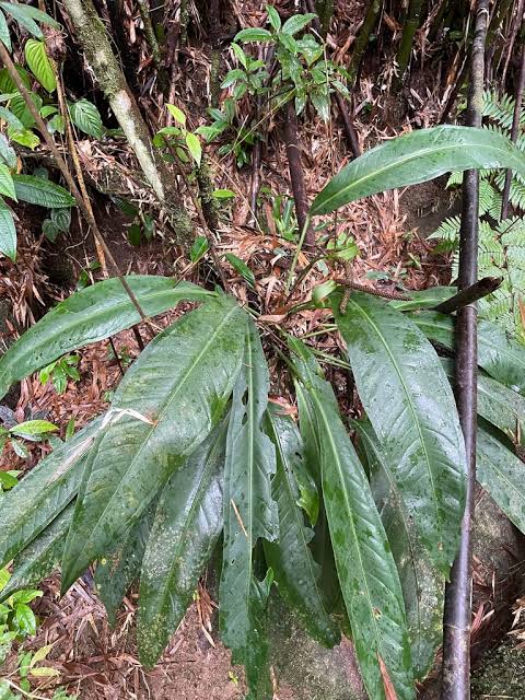Anthurium sellowianum