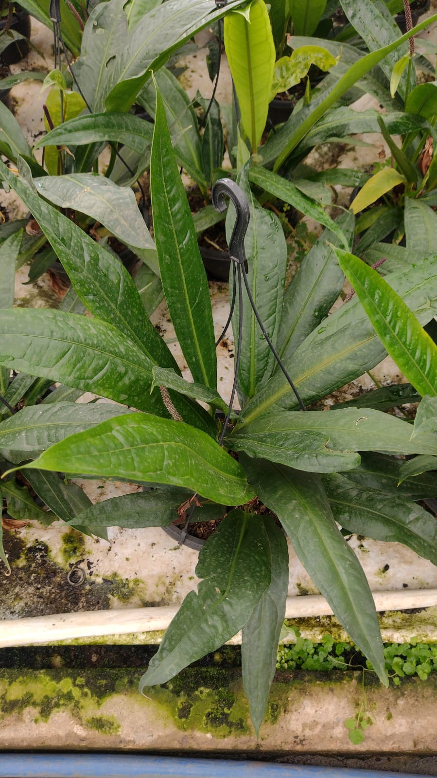 Anthurium sellowianum
