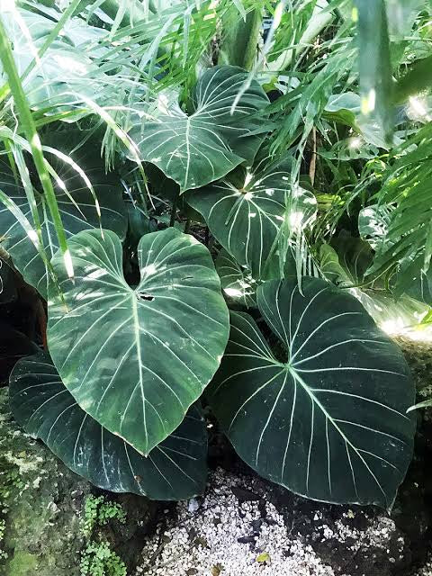 Philodendron gloriosum