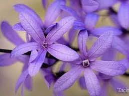 Petrea volubilis (cipó de são Miguel)