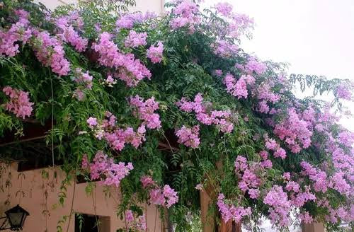 Podranea ricasoliana