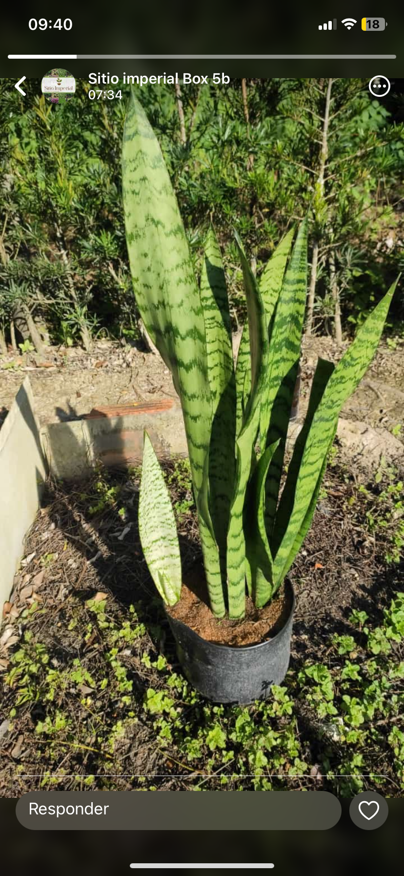 Espada de São Jorge