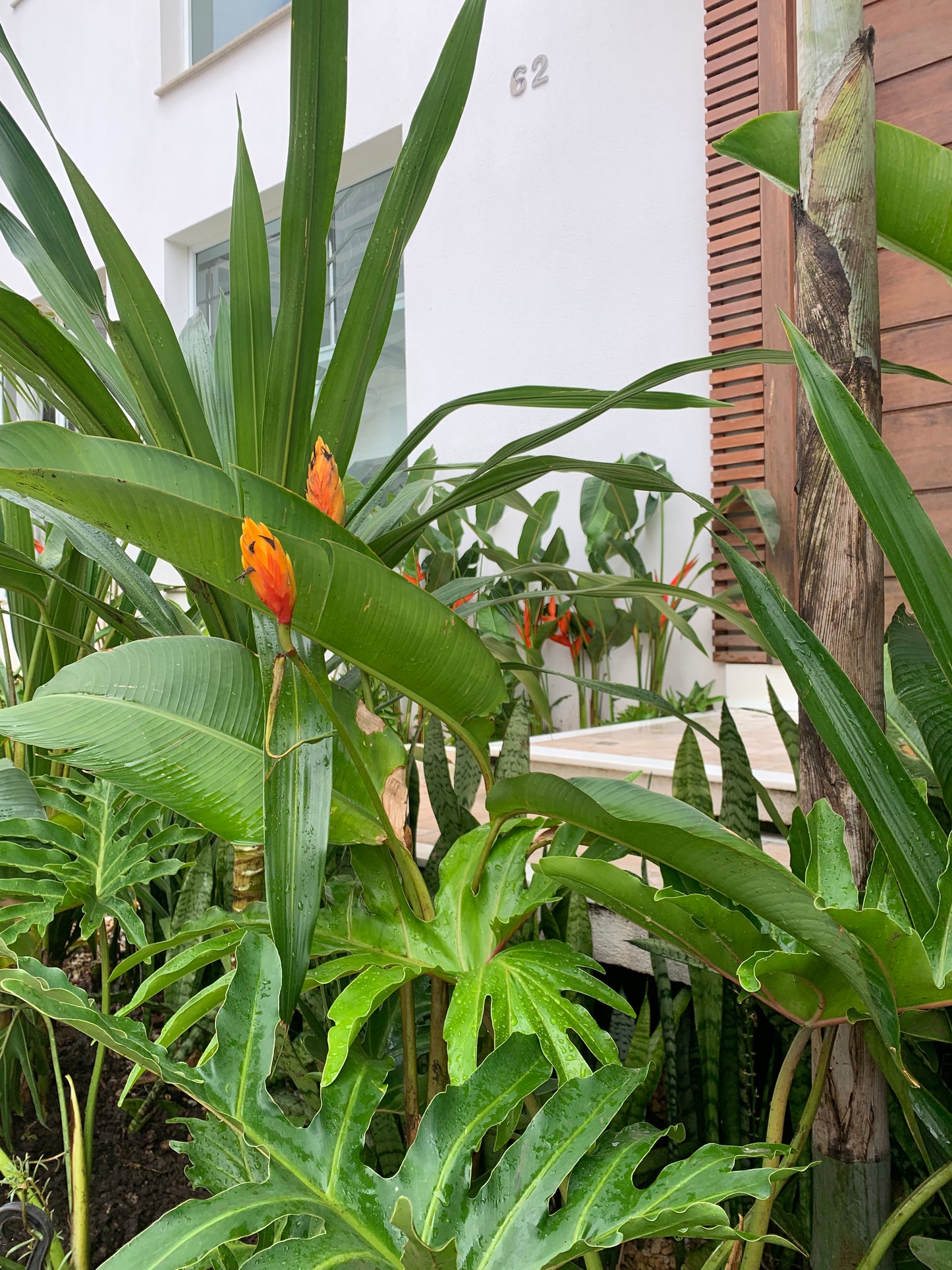Heliconia episcopalis
