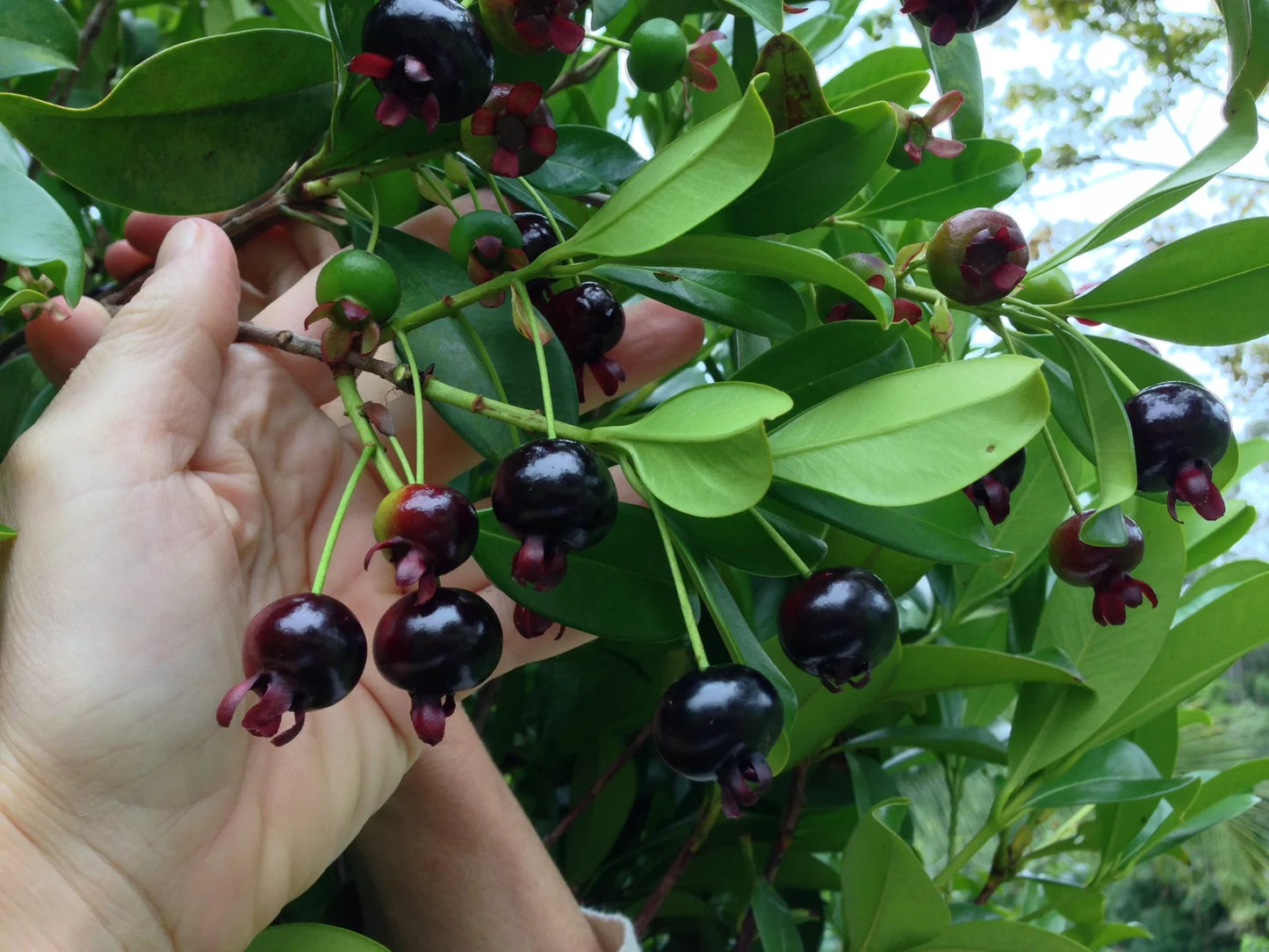 Grumixama - Eugenia brasiliensis