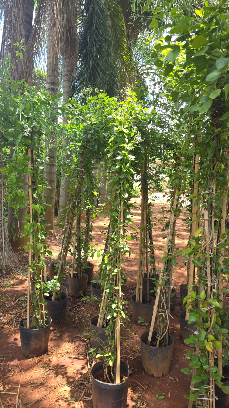 Jasminum azoricum