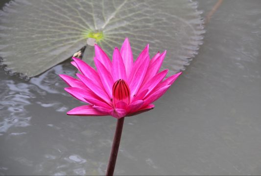 Nymphaea